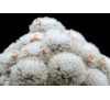 Маммиллярия Бокасанская "Шерстистая" (5 шт.) / Mammillaria Bocasana v.Multilanata